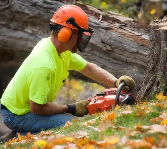 tree services Horseheads North